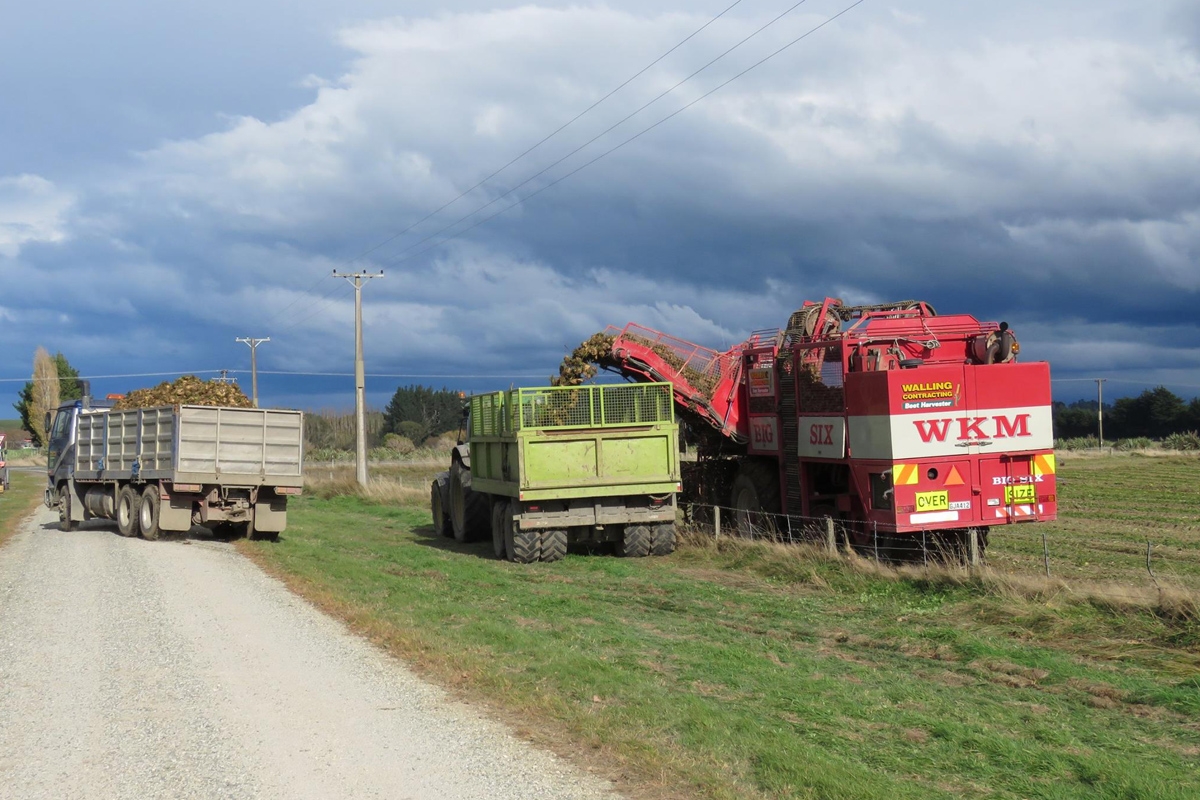 walling-contracting-services-gallery-fodder-beet-8