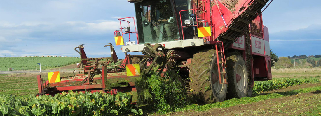 walling-contracting-services-gallery-fodder-beet-slider-1