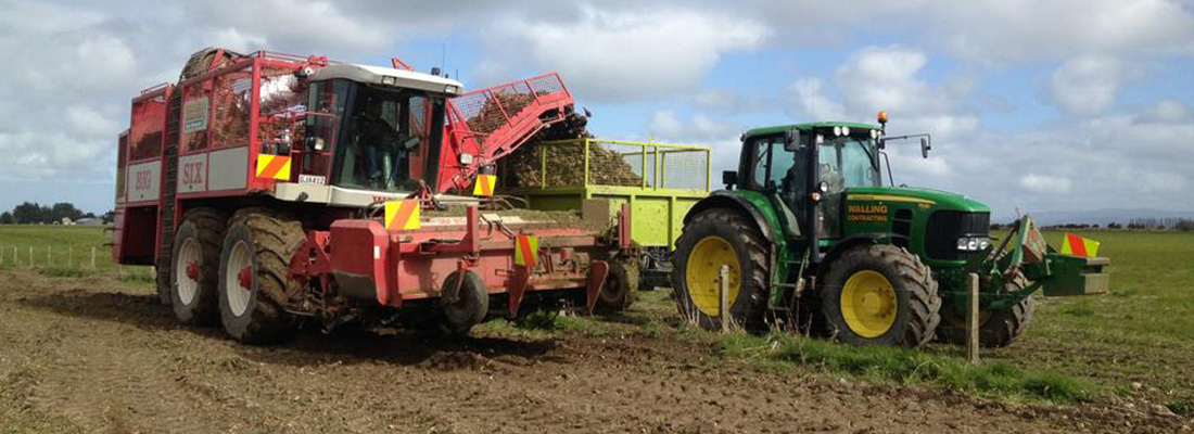 walling-contracting-services-gallery-fodder-beet-slider-2