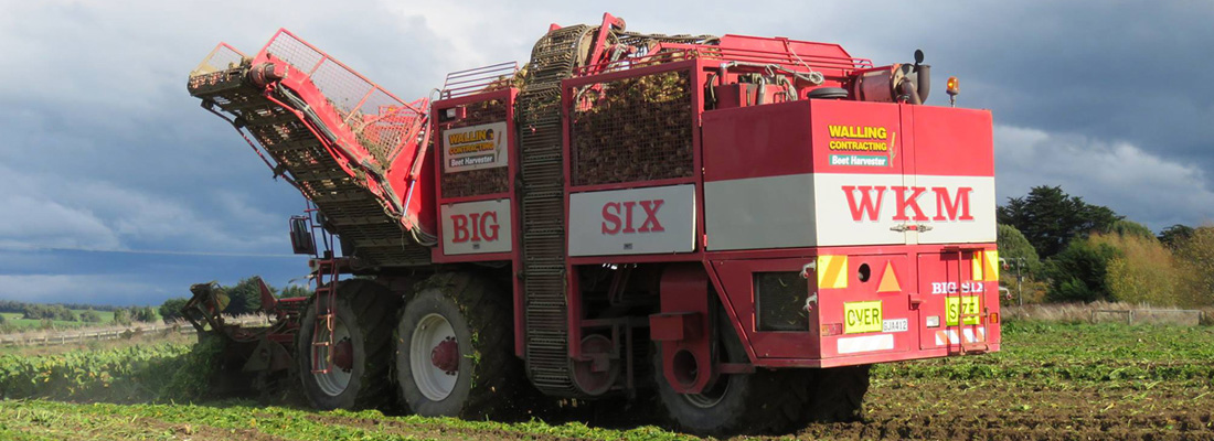 walling-contracting-services-gallery-fodder-beet-slider-3