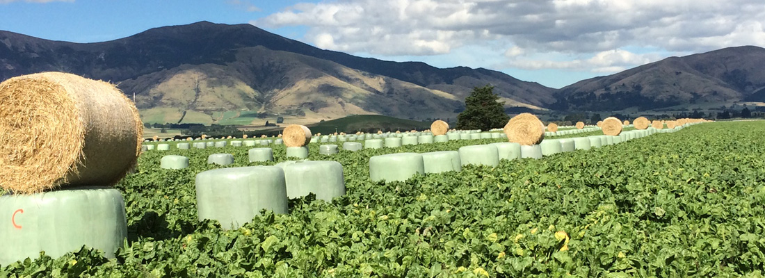 walling-contracting-southland-rural-farm-grazing-1