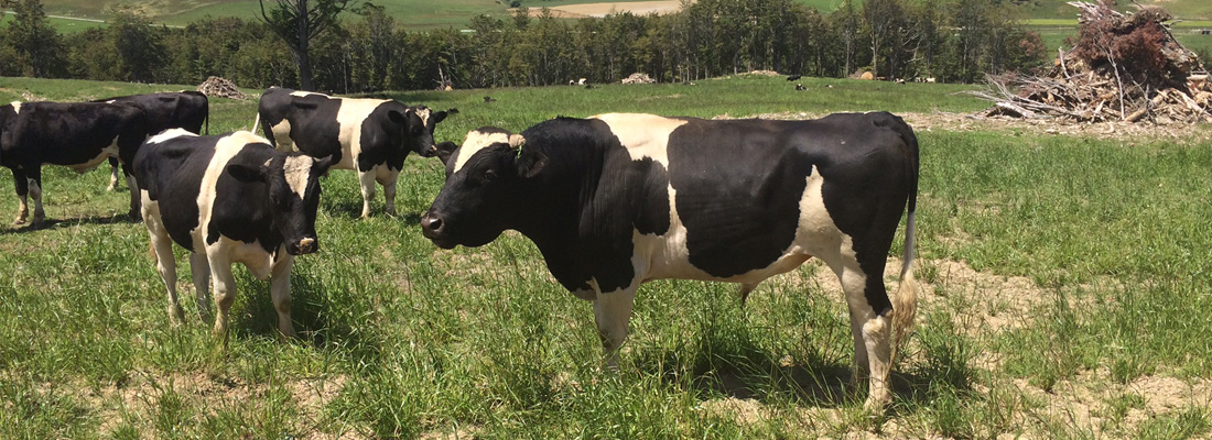 walling-contracting-southland-rural-farm-grazing